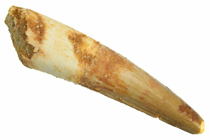 Fossil Spinosaurus Tooth - Real Dinosaur Tooth #299116